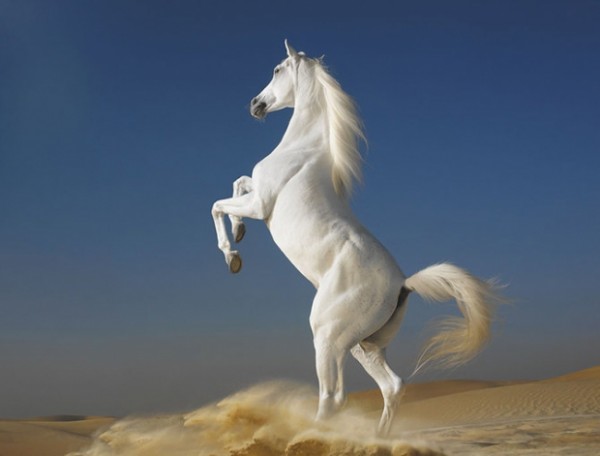 лошадь белая.jpg