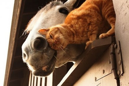 Фото лошади и кошки.jpg