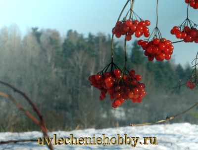 uvlecheniehobby.ru.природа24.jpg