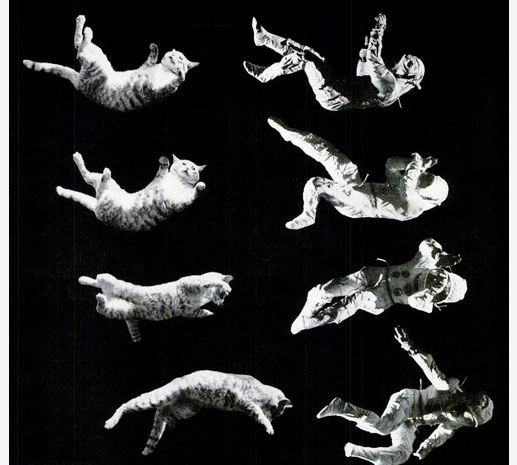 cat-falling-feet-2.jpg