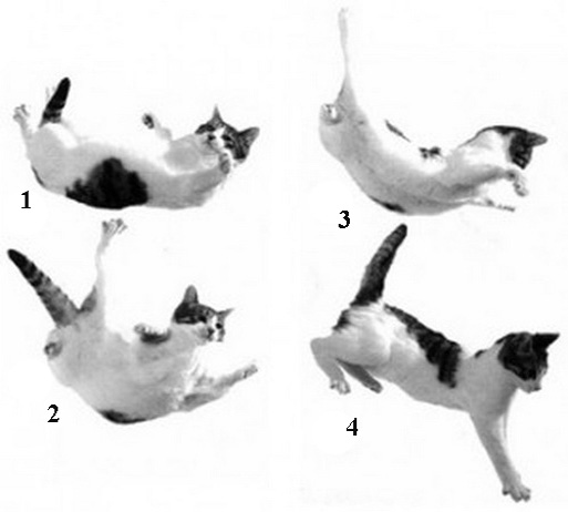 cat-falling-feet-3.jpg