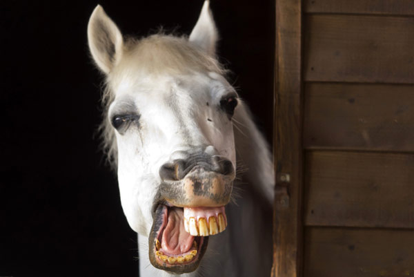 лошадь улыбаеться.jpg