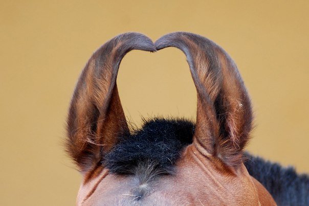 лошадь уши.jpg