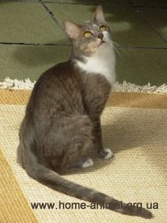 1410352938_brazilian_shorthair.jpg