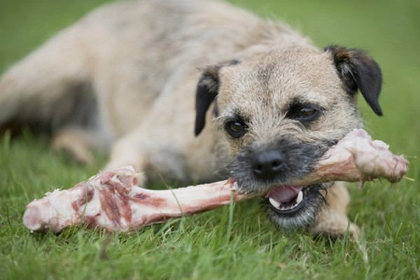 dog-with-bone-03.jpg