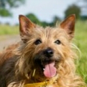 1396864601_australian_terrier(1).jpg
