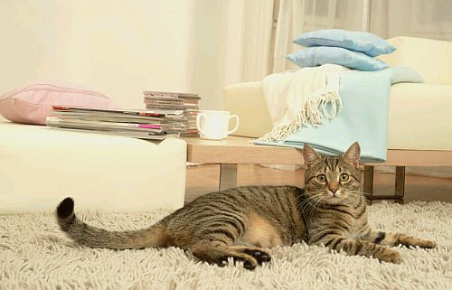 home0377.jpg