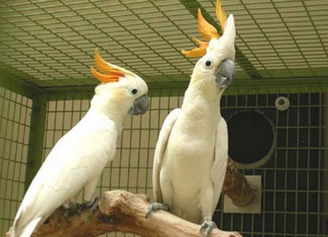 foto6_popugay_kakadu_soderzhanie_v_domashnih_usloviyah.jpg