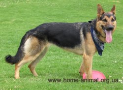 1299242549_german-shepherd-dog.jpg