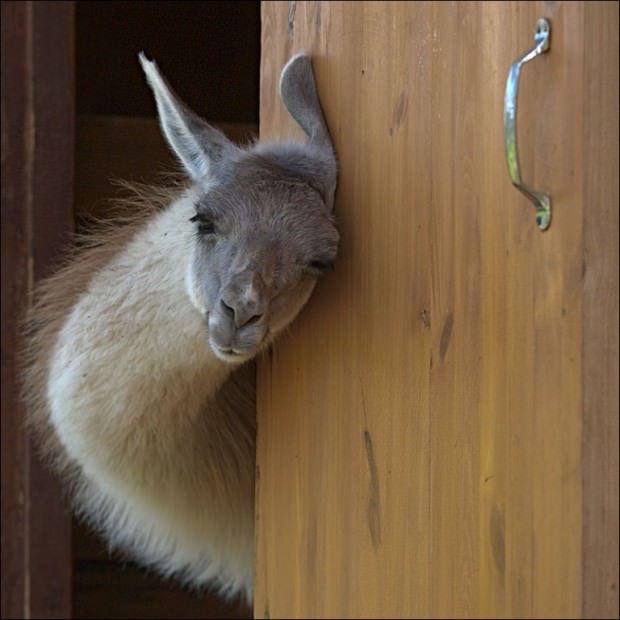 Lama-glama-3-620x620.jpg