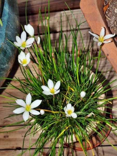 Zephyranthes-2-640x853.jpg