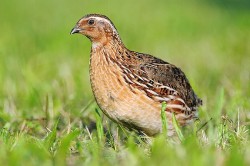 razvedenie-perepelov-250x166.jpg