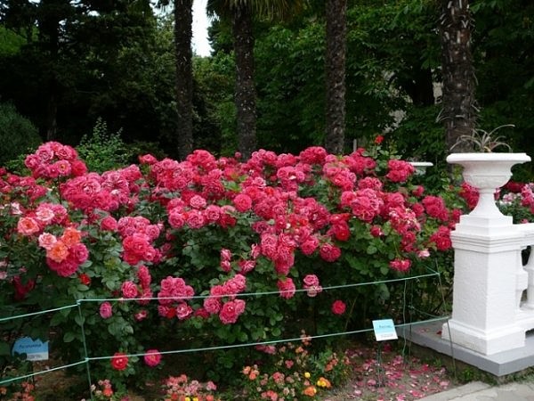 image (1).jpg