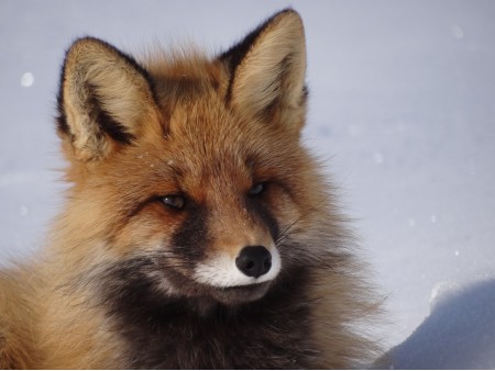 fox_manok_thumb_medium250_0.jpg
