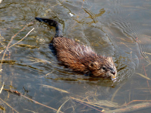 Muskrat_swimming_Ottawa-300x225.jpg