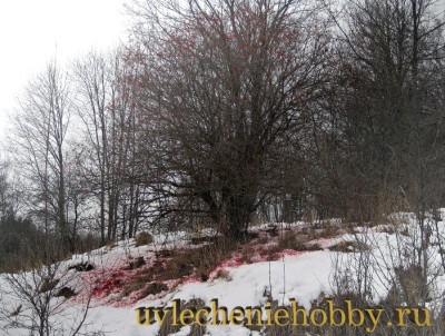 uvlecheniehobby.ru.природа12.jpg