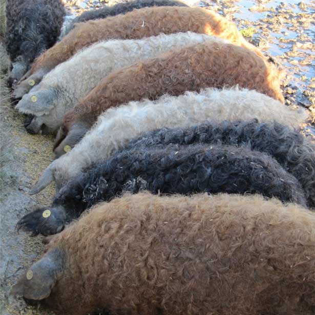 okrasy-porody-svinej-mangalitsa.jpg