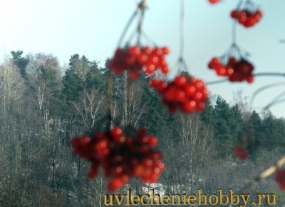 uvlecheniehobby.ru.природа23.jpg