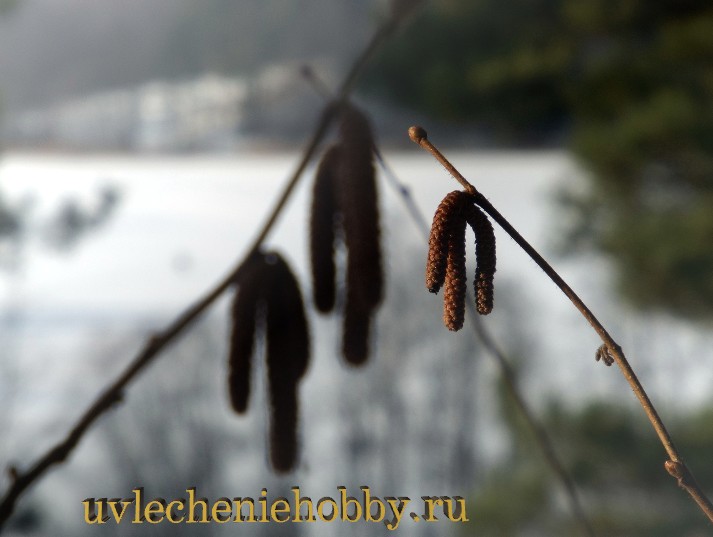 uvlecheniehobby.ru.природа27.jpg