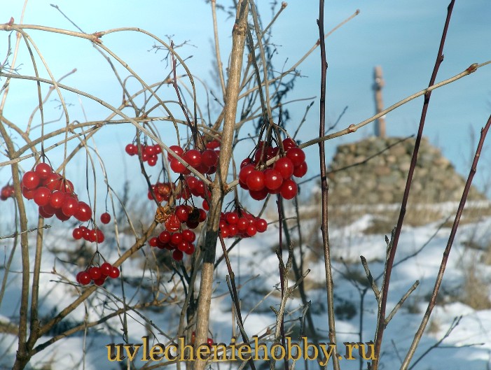 uvlecheniehobby.ru.природа29.jpg