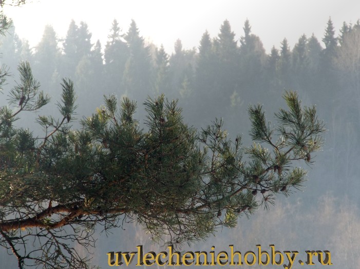 uvlecheniehobby.ru.природа22.jpg