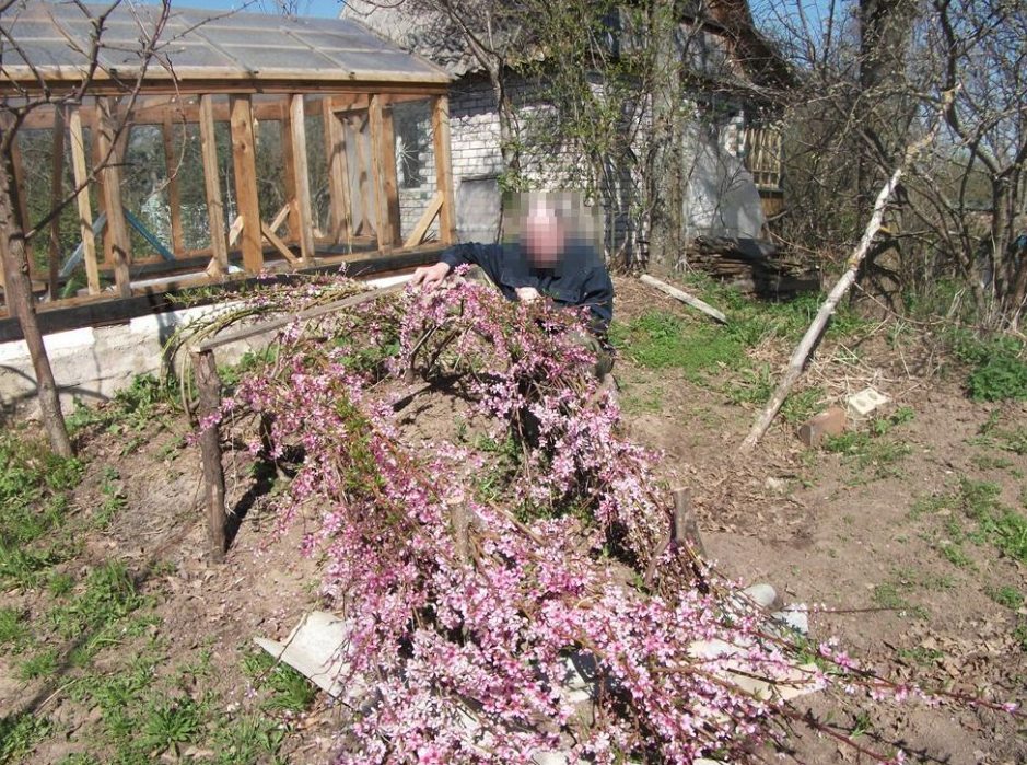 персик.uvlecheniehobby.ru.jpg