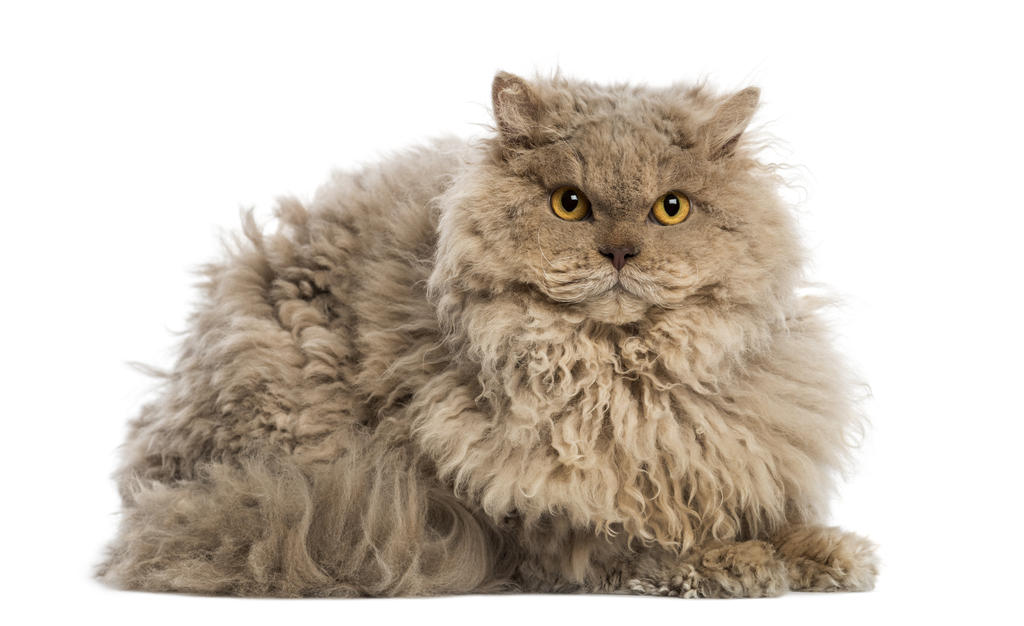 Cat-Selkirk_Rex-A_Selkirk_Rex_with_lovely_yellow_eyes.jpg