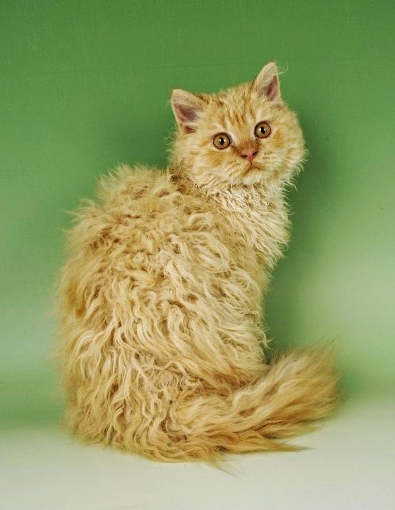 23_selkirk_rex.jpg