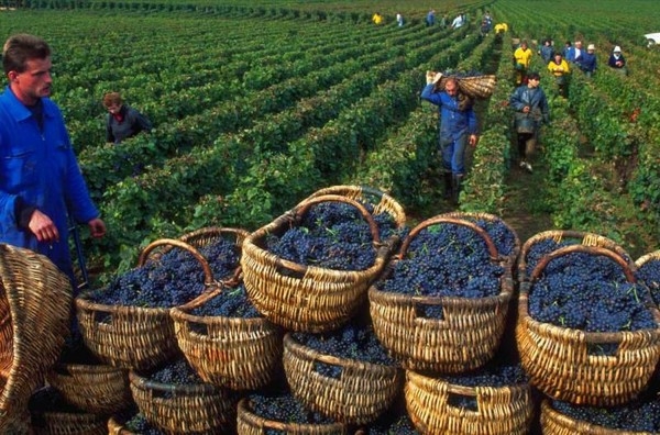 Vino.jpg