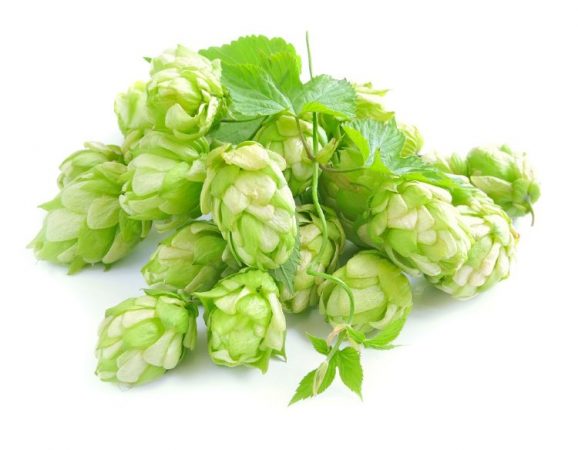 hop-e1482845003202.jpg