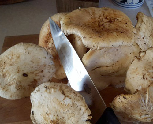 Is_it_possible_to_brew_beer_with_mushrooms.jpg