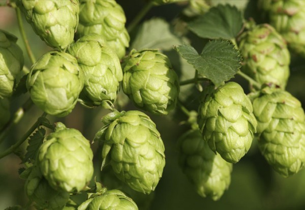 The_secret_to_the_best_froth_your_beer3.jpg
