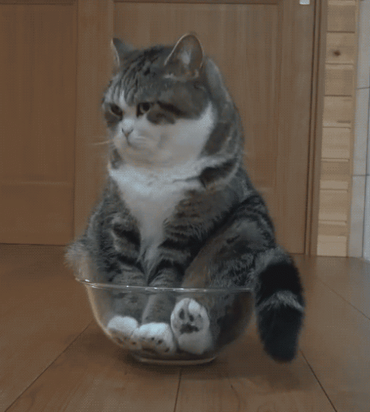 кот в миске.gif