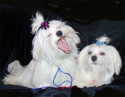 maltijskaya-bolonka-400x313.jpg