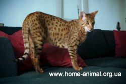 1442576177_ashera_cat.jpg